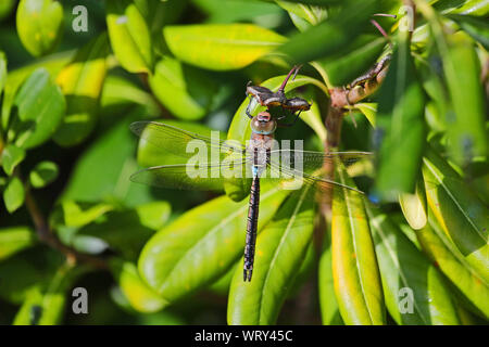 Weniger Emperor dragonfly Latin Anax Parthenope auf einem pittosporum Tobira, mock orange, Japanisch cheesewood oder Australischen laurel Familie Pittosporaceae Stockfoto