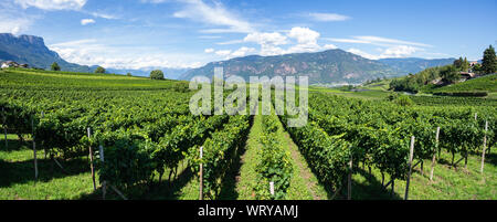 Wunderschöne Landschaft an der Weinberge des Trentino Alto Adige in Italien. Die Weinstraße. Natürliche Wettbewerb Stockfoto