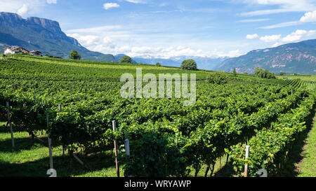 Wunderschöne Landschaft an der Weinberge des Trentino Alto Adige in Italien. Die Weinstraße. Natürliche Wettbewerb Stockfoto