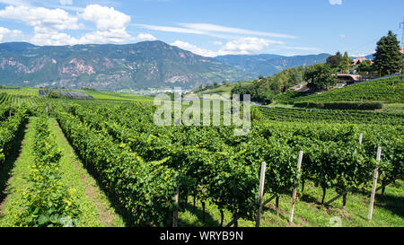 Wunderschöne Landschaft an der Weinberge des Trentino Alto Adige in Italien. Die Weinstraße. Natürliche Wettbewerb Stockfoto