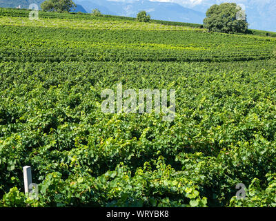 Wunderschöne Landschaft an der Weinberge des Trentino Alto Adige in Italien. Die Weinstraße. Natürliche Wettbewerb Stockfoto