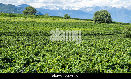 Wunderschöne Landschaft an der Weinberge des Trentino Alto Adige in Italien. Die Weinstraße. Natürliche Wettbewerb Stockfoto
