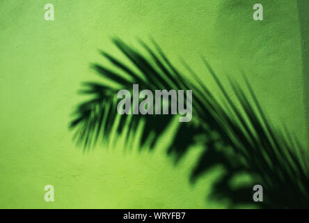 Shadow coconut Leaf auf grüner Zement Hintergrund Stockfoto