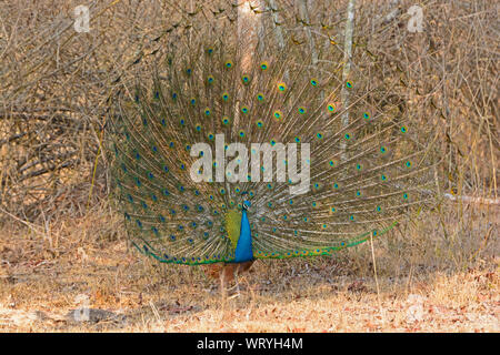 Männliche Peacock zeigt seine volle Anzeige im Wald in Nagarhole Nationalpark in Indien Stockfoto