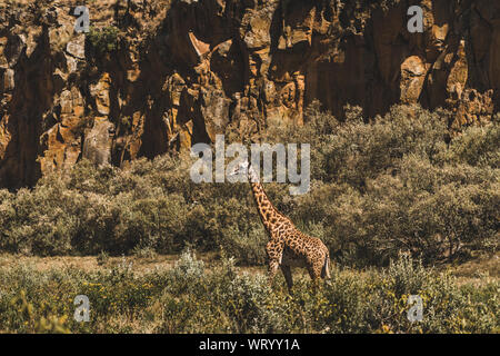 Eine Giraffe Versteckt im Gebüsch. Safari in Kenia, Afrika. Die wilde Natur und die Tiere. Reisen in afrikanische Savanne. Stockfoto