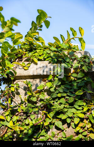 Coatbuttons, Mexikanische daisy gepflanzt an der Säule Stockfoto