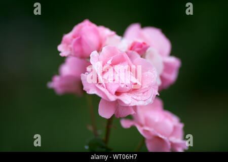 Eine rosa Rose im Regen fällt nach der morgendlichen Dusche im Garten vom Meer bedeckt. Stockfoto