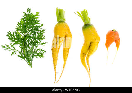 Hässlich geformt Gemüse, Essen. Verformte frische Bio Karotten. Unförmige produzieren. Studio Foto Stockfoto