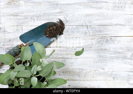 Salbeipflanzen und blaue Schaufel auf Holzhintergrund. Stockfoto