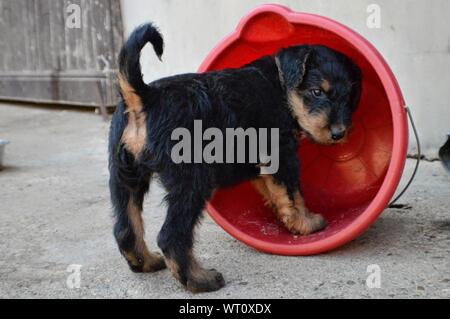 Niedlichen Welpen Airedale Terrier Welpen Auf Weissem Hintergrund Sitzt Lizenzfreie Fotos Bilder Und Stock Fotografie Image 35220225