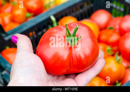 Weibliche Hand hält rote Tomaten ernten. Studio Foto Stockfoto