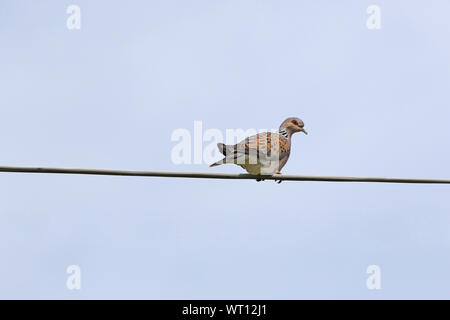 Turteltaube lateinischer Name streptopelia turtur nach ganz in der Nähe nicht ein collared Dove oder Taube gefährdeten Status wegen der Jagd auf einen Draht gehockt Stockfoto