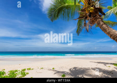 Sonnigen Strand mit Palmen und türkisblaues Meer in Jamaika Karibik Insel. Stockfoto