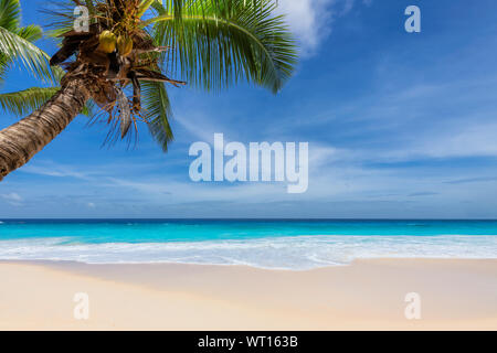 Sandstrand mit Palmen und dem türkisblauen Meer der Karibik Insel. Stockfoto