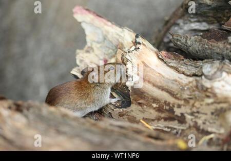 Adorable, tier, tiere, Hintergrund, Bank, Bank vole, schön, Schönheit, Großbritannien, Britische, Braun, Nahaufnahme, niedlich, England, Umwelt, Essex, Europa Stockfoto