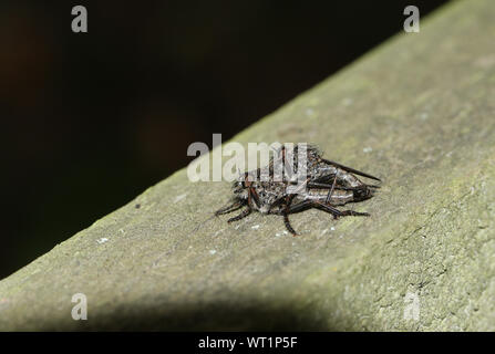 Eine passende Paar Robberfly hocken auf einem hölzernen Zaun am Rande des Waldes in Großbritannien. Stockfoto