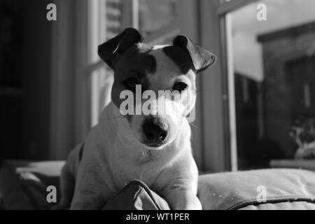 Porträt von einem Jack Russell Terrier Hund mit weißen Süße Jackrussellterrier Mit Engelsflügeln Und Einen