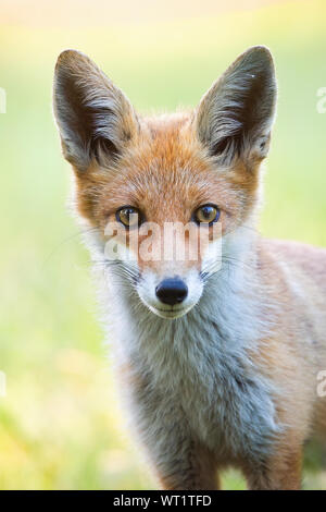 Vertikale close-up Portrait von Red Fox mit unscharfem Hintergrund. Stockfoto