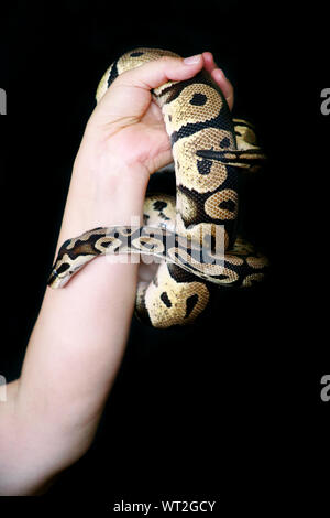 Weibliche Hände mit Royal Python Schlange. Frau hält Ball Python Schlange in die Hände. Exotischen tropischen kaltblütige Reptilien Tier, Python regius Schlange. Stockfoto