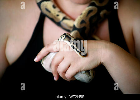 Weibliche Hände mit Royal Python Schlange. Frau hält Ball Python Schlange in die Hände. Exotischen tropischen kaltblütige Reptilien Tier, Python regius Schlange. Stockfoto