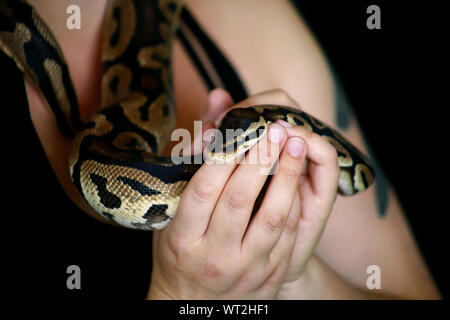 Weibliche Hände mit Royal Python Schlange. Frau hält Ball Python Schlange in die Hände. Exotischen tropischen kaltblütige Reptilien Tier, Python regius Schlange. Stockfoto