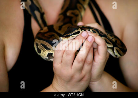 Weibliche Hände mit Royal Python Schlange. Frau hält Ball Python Schlange in die Hände. Exotischen tropischen kaltblütige Reptilien Tier, Python regius Schlange. Stockfoto