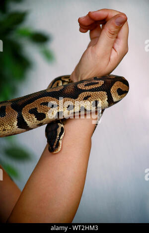 Weibliche Hände mit Royal Python Schlange. Frau hält Ball Python Schlange in die Hände mit Schmuck. Exotischen tropischen kaltblütige Reptilien Tier, Python regius. Stockfoto