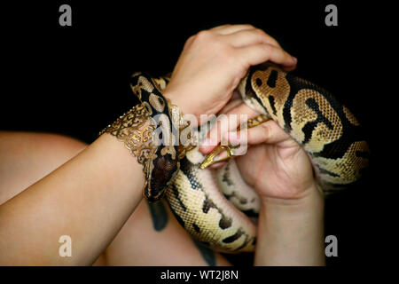 Weibliche Hände mit Royal Python Schlange. Frau hält Ball Python Schlange in die Hände mit Schmuck. Exotischen tropischen kaltblütige Reptilien Tier, Python regius. Stockfoto