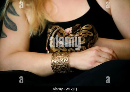 Weibliche Hände mit Royal Python Schlange. Frau hält Ball Python Schlange in die Hände mit Schmuck. Exotischen tropischen kaltblütige Reptilien Tier, Python regius. Stockfoto