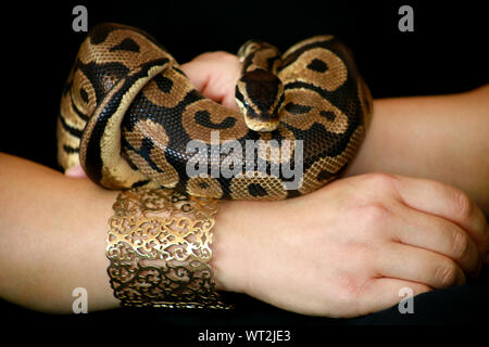 Weibliche Hände mit Royal Python Schlange. Frau hält Ball Python Schlange in die Hände mit Schmuck. Exotischen tropischen kaltblütige Reptilien Tier, Python regius. Stockfoto