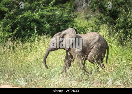 Junge afrikanische Elefanten im Kruger Nationalpark, Südafrika Stockfoto