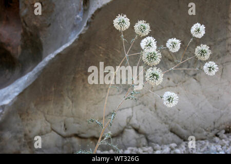 Globus Distel in der Natur - (Echinops bannaticus) Stockfoto