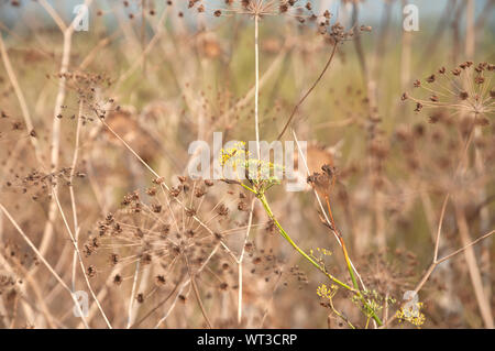 Wilden Fenchel in der Natur Stockfoto