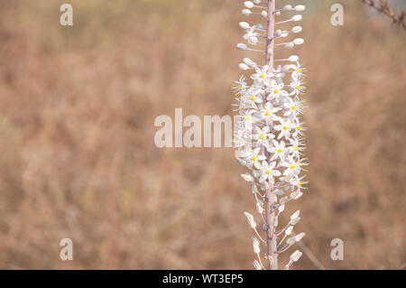 Weiß Blausterne Blume in der wilden Natur Stockfoto