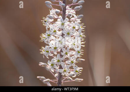 Weiß Blausterne Blume in der wilden Natur Stockfoto