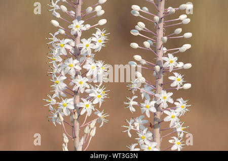 Weiß Blausterne Blume in der wilden Natur Stockfoto