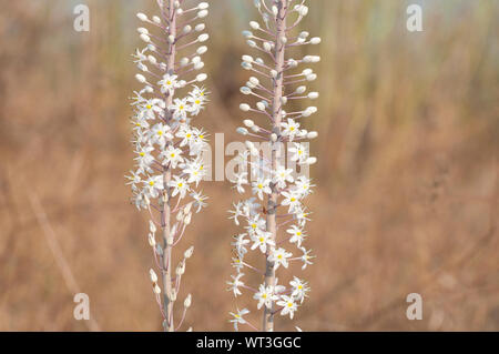 Weiß Blausterne Blume in der wilden Natur Stockfoto