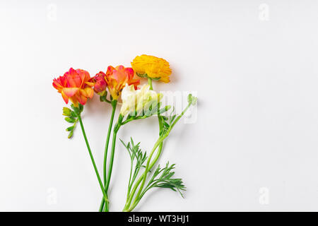 Flatlay mit Rot und Orange freesie Blumen auf weißem Hintergrund mit Kopie Raum Stockfoto