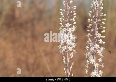 Weiß Blausterne Blume in der wilden Natur Stockfoto