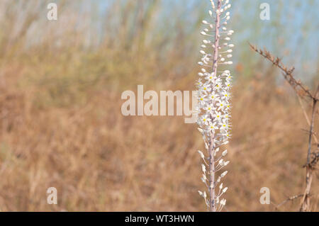 Weiß Blausterne Blume in der wilden Natur Stockfoto