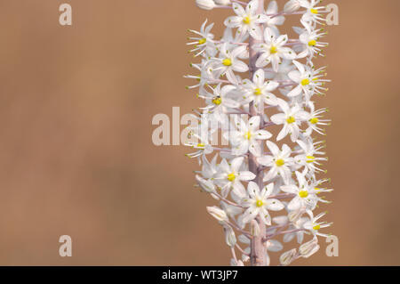 Weiß Blausterne Blume in der wilden Natur Stockfoto