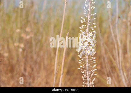 Weiß Blausterne Blume in der wilden Natur Stockfoto