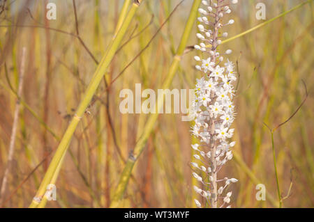 Weiß Blausterne Blume in der wilden Natur Stockfoto