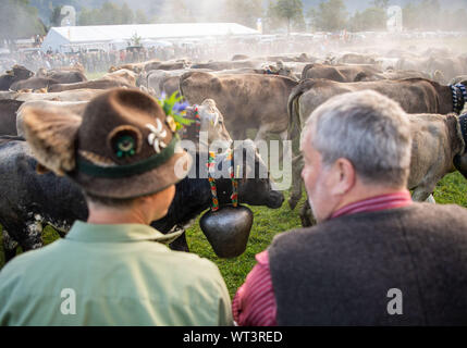 Bad Hindelang, Deutschland. 11 Sep, 2019. Kühe Menschenmenge vor Zuschauern in traditioneller Kleidung. An das Vieh Schutz in Bad Hindelang, etwa 700 Kühe sind wieder ins Tal getrieben von fünf Alpen. Credit: Lino Mirgeler/dpa/Alamy leben Nachrichten Stockfoto