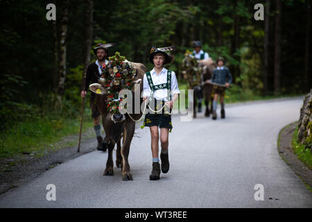 Bad Hindelang, Deutschland. 11 Sep, 2019. Ein Junge nimmt eine dekorierte Kuh hinunter ins Tal. An das Vieh Schutz in Bad Hindelang, etwa 700 Kühe sind wieder ins Tal getrieben von fünf Alpen. Credit: Lino Mirgeler/dpa/Alamy leben Nachrichten Stockfoto