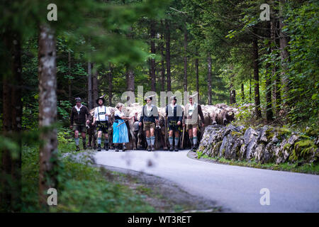 Bad Hindelang, Deutschland. 11 Sep, 2019. Kühe Masse hinter Treibern in traditioneller Kleidung. An das Vieh Schutz in Bad Hindelang, etwa 700 Kühe sind wieder ins Tal getrieben von fünf Alpen. Credit: Lino Mirgeler/dpa/Alamy leben Nachrichten Stockfoto