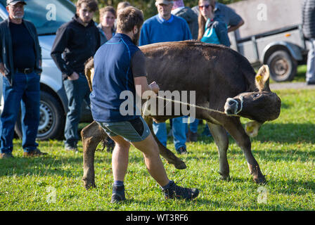 Bad Hindelang, Deutschland. 11 Sep, 2019. Einer Kuh die Bekämpfung eines Viehtreibers. An das Vieh Schutz in Bad Hindelang, etwa 700 Kühe sind wieder ins Tal getrieben von fünf Alpen. Credit: Lino Mirgeler/dpa/Alamy leben Nachrichten Stockfoto