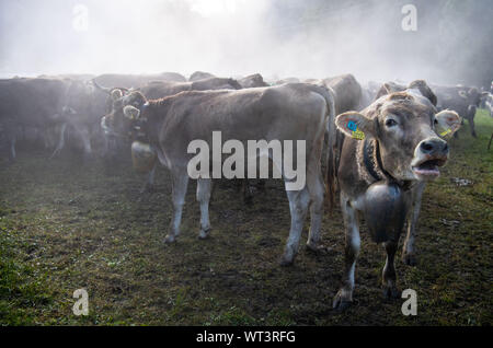 Bad Hindelang, Deutschland. 11 Sep, 2019. Menge Kühe im Nebel von ihren eigenen Schweiß an der Trennstelle. An das Vieh Schutz in Bad Hindelang, etwa 700 Kühe sind wieder ins Tal getrieben von fünf Alpen. Credit: Lino Mirgeler/dpa/Alamy leben Nachrichten Stockfoto