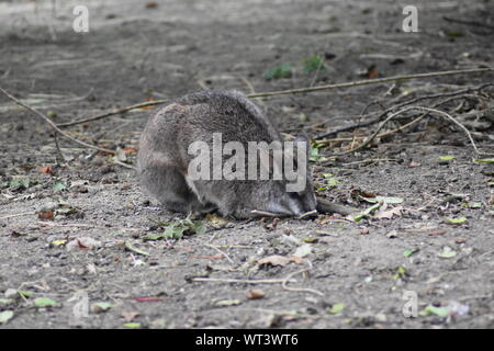 Parma wallaby Stockfoto