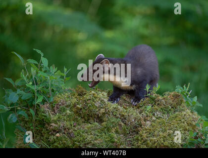 Baummarder (Martes martes), Morvern Schottland Stockfoto